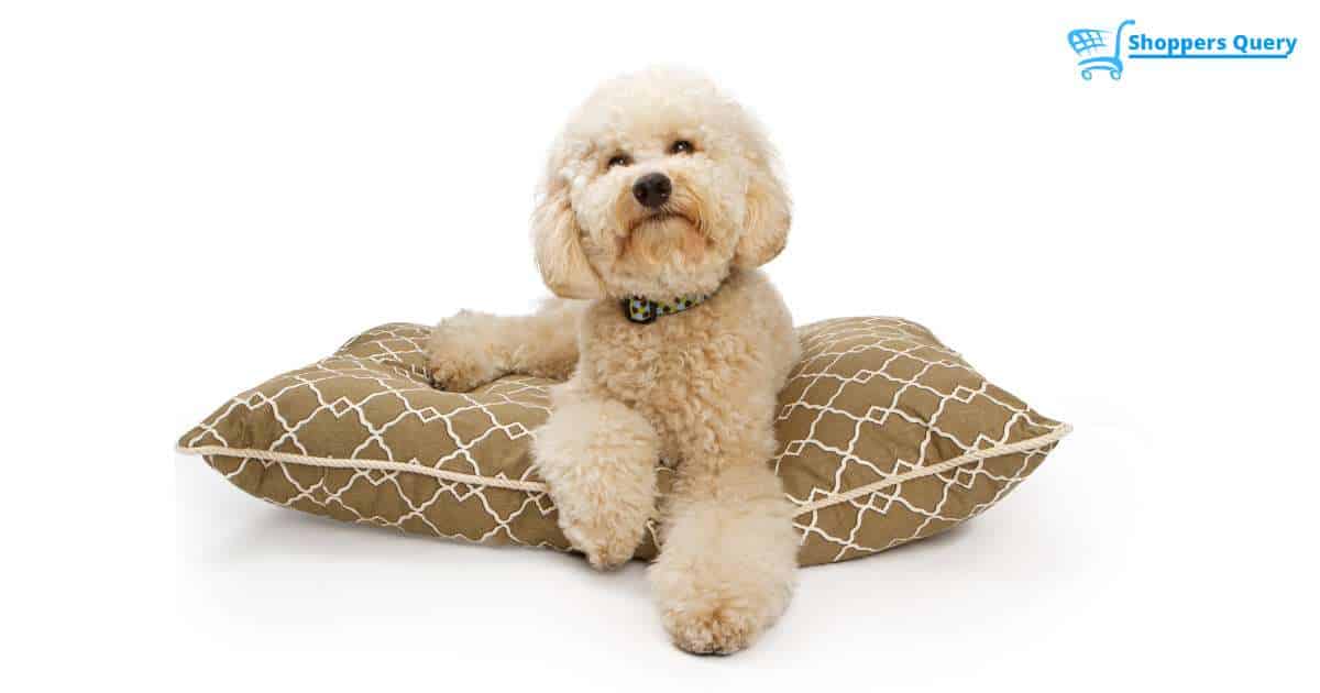 When Do Costco Dog Beds Go on Sale? [Get Updated]